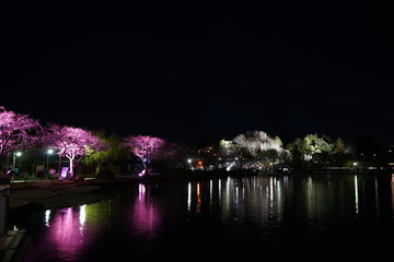 Fototapeta na wymiar 千波湖の桜のライトアップ