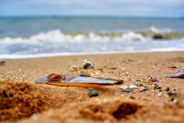 Obraz premium Shell and the waves