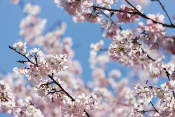春の満開の桜の花