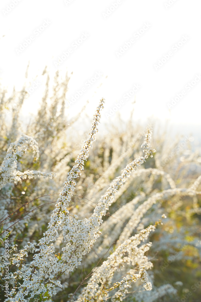 Canvas Prints ABUNDANCE NATURE