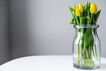 A bouquet of yellow Tulips in a glass vase on a gray background. Side view. Copy space