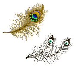 Peacock Feathers set Vector Illustration