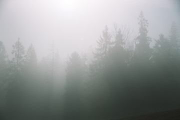 Fototapeta na wymiar Stunning light rays from rising sun through foggy spruce forest trees on a mountain hill.