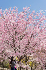 春の満開の桜の公園で写真を撮る女性カメラマン