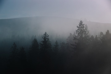 Fog over spruce forest trees at early morning. Dark spruce trees silhouettes on mountain hill.