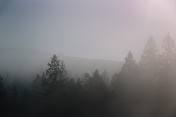 Fog over spruce forest trees at early morning. Dark spruce trees silhouettes on mountain hill.