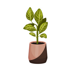House Plant Growing in Pot Isolated on White Background Vector Illustration