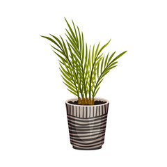 House Plant Growing in Pot Isolated on White Background Vector Illustration
