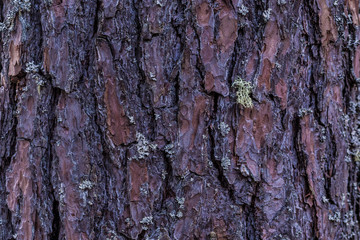 Texture Bark of Pine Tree closeup