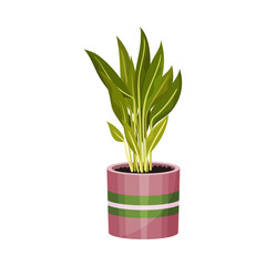 House Plant with Long Pointed Leaves Growing in Pot Vector Illustration