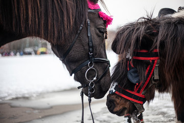 Two horses are kissing.