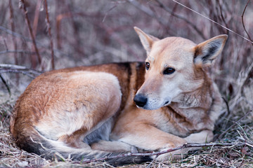 Closeup portrait photo of an adorable mongrel dog in nature