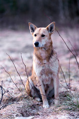 Charming mongrel dog sitting in nature.