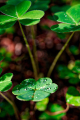 drops on green leaf
