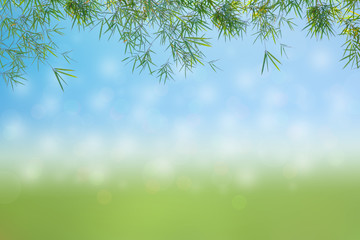 Green leaves in blurred and bokeh light background,Leaf and copy space.Bamboo leaf