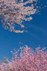 Fototapeta na wymiar 春の満開の桜の花と綺麗な青空