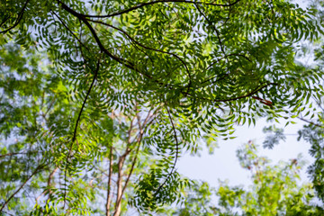 Obraz premium green leaves of neem tree