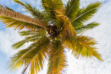 Obraz premium Palmera con cocos en el caribe 