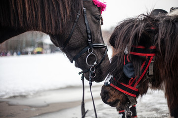 Two horses are kissing.