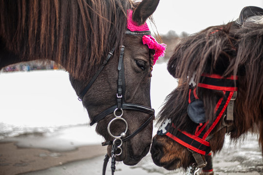 Two Horses Are Kissing.