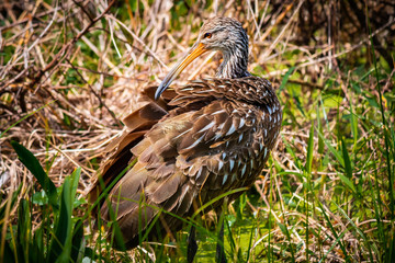 Limpkin Preening