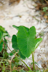 Caladium growth in natural.green caladium
