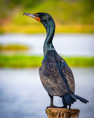 Double-crested Cormorant
