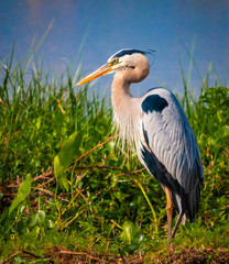 Great Blue Heron