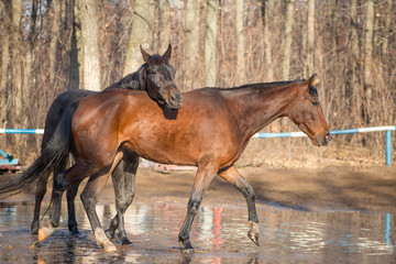red and black horse at the watering hole