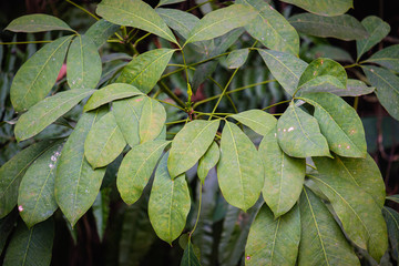 Fototapeta premium tropical leaves in nature green leaf,foliage natural background