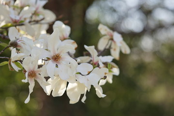 Obraz premium コブシの花のアップ4