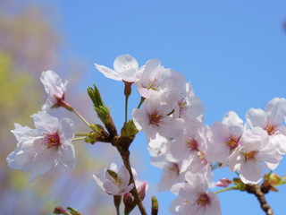 青空を背景に淡く白い桜の花