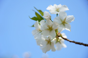 青空を背景に淡く白い桜の花
