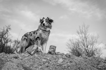 Bluemerle australian shepherd dog standing on a rock black and white