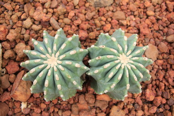 cactus in pot on red stone background