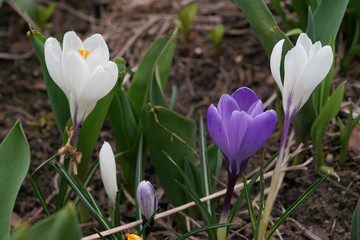 white and blue large crocus flowers in the shade