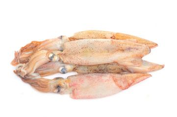 Squid isolated on a white background