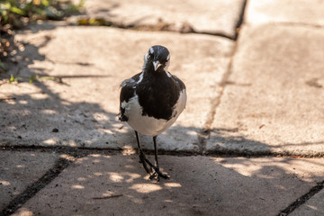 Australian magpie