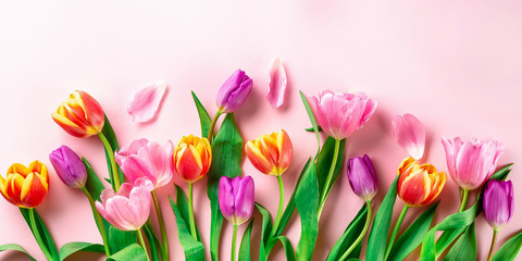 Spring flowers  - bunch of pink tulip flowers on rose background