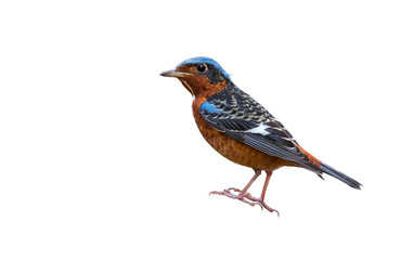 White-throated Rock Thrush male on white background.