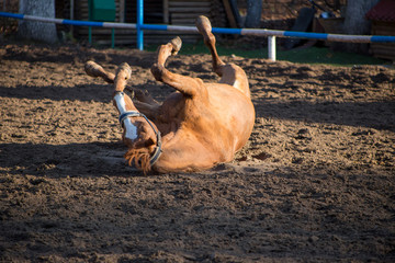 a red-haired mare is lying in the sand