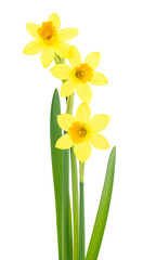 Beautiful fresh daffodils flowers isolated on a white background, selective focus. Narcissus flowers.