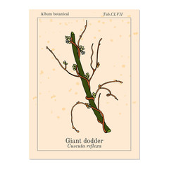 Giant dodder cuscuta reflexa , medicinal plant