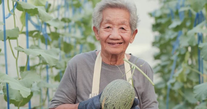 Portrait of senior woman farmer working on the Green melons or cantaloupe melons plants growing in farms.