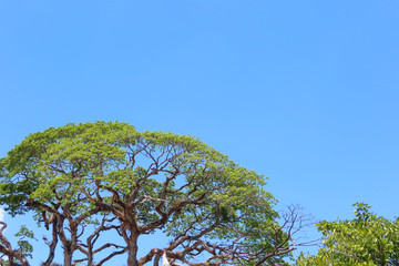blue sky with white, clouds the beautiful summer sky