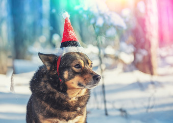 Dog wearing Santa hat outdoor in a snowy forest