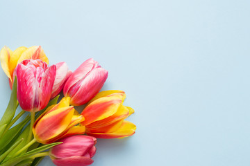 Beautiful colorful tulips on a light blue background with a copy space