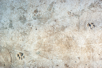 Concrete floor, beige surface lit by the sun with deep footprints of cats. Background texture