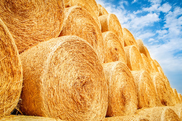 bales on the field are folded for second use on the field to the animal background