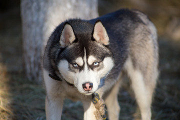 blue-eyed portrait of a husky
